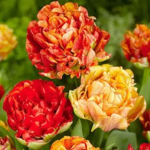 Tulpen Dubbele Late Gudoshnik Double