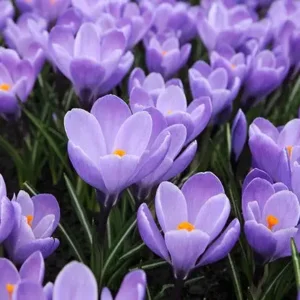 Krokus blauw Grand Maître