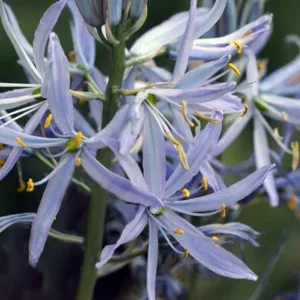Camassia Cusickii
