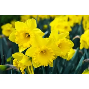Narcis Dutch Master