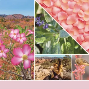 Desert Blooms - Signature Large Jar