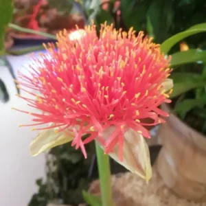 Haemanthus (Scadoxus multiflorus)
