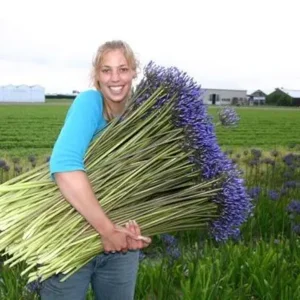 Agapanthus Johanna Bloembollen Shopa