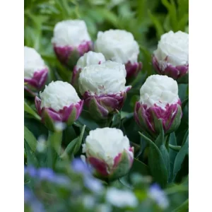 Tulp Ice Cream