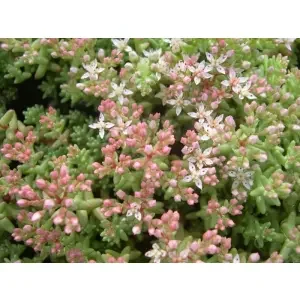 7x Sedum 'Stefco'