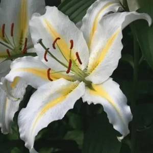 Lilium (lelie) Bafferari