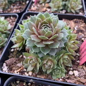 7x Sempervivum 'Commander Hay'