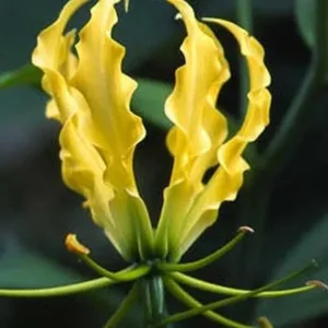 Gloriosa Lutea