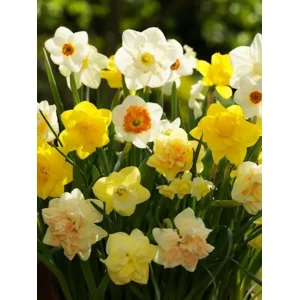 Narcis gemengd