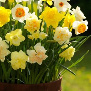 Narcis gemengd