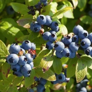 Purasana Blauwe bes  - Blue berries 150 gram