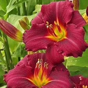 Hemerocallis Pardon Me