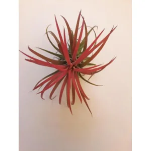 tillandsia