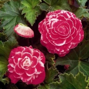 Begonia Camelia