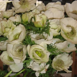 Anemonen De Caen Bride