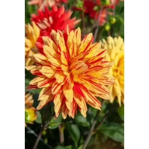 Dahlia Gelber Vulcan