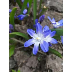 Chionodoxa Blue Giant