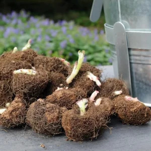 Begonia Dubbel Geel