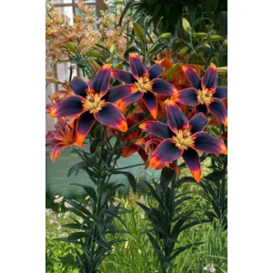 Lilium (lelie) Forever Susan