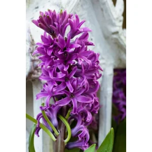 Hyacint Purple Star