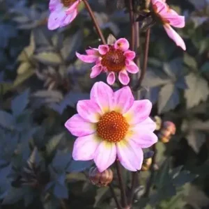 Dahlia American Pie