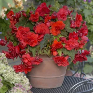 Begonia Odorata Red Glory