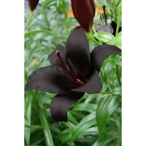 Lilium (lelie) Nightrider