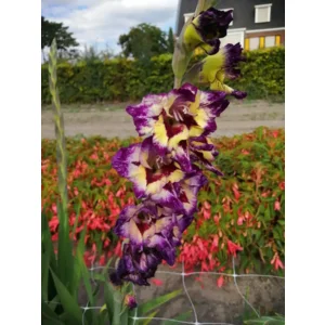 Gladiool Circus Color