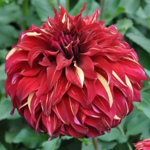 Dahlia Bohemian Spartacus