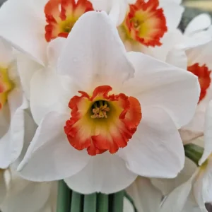 Narcis Hullabaloo
