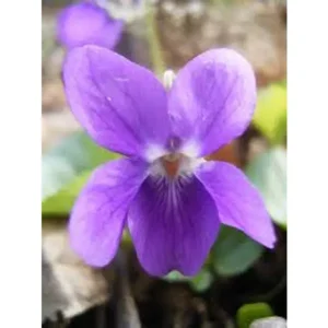 10x Viola odorata - Maarts viooltje