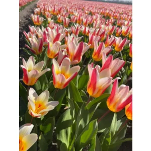 Tulp (Botanisch) Floresta