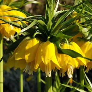 Fritillaria Lutea