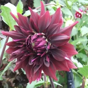 Dahlia Brigitta Alida