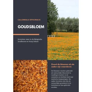Goudsbloemen 1 kg + pot