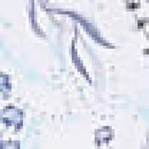 Esprit - Annelie - BH Voorgevormd - 049EF1T028 - White Flower