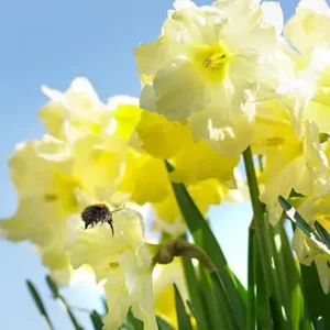 Narcis Cassata