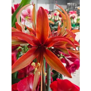 Amaryllis (Hippeastrum) Merengue