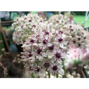 Allium Silver Spring