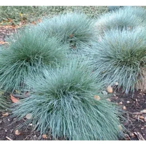 10x Festuca glauca 'Elijah Blue'