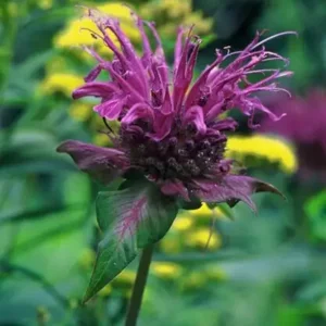 Monarda Scorpion