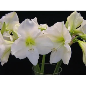 Amaryllis (Hippeastrum) wit  ‘Christmas Gift’
