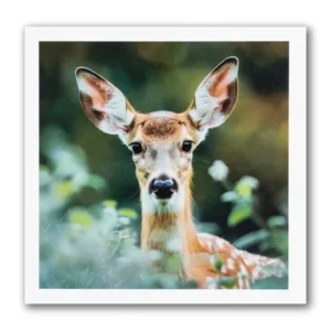 Kaart - Paperclip - Call of the wild - Damhert - VB0.0021