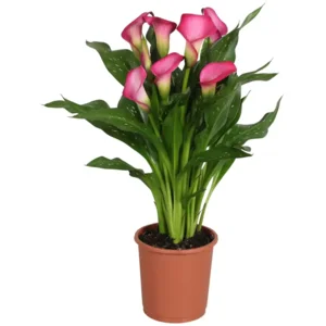 Zantedeschia (Calla) Zazu