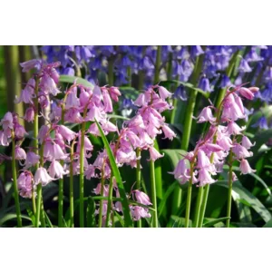 Scilla Hispanica roze