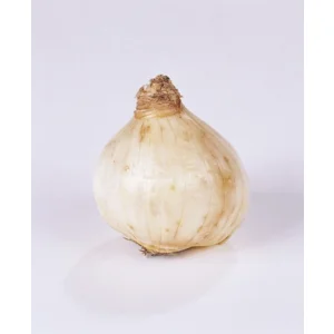 Botanische Narcis gemengd