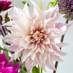 Dahlia Café au lait