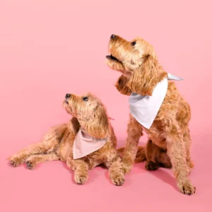 Dog Set - Bandana & Scrunchie Roze