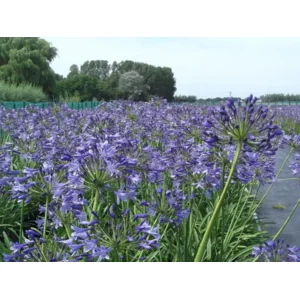 Agapanthus blauw