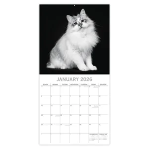Kalender - 2026 - Cat portraits - 30x30cm